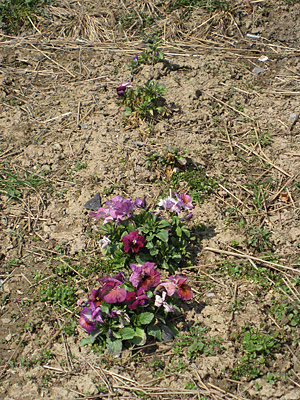 pansy mulched